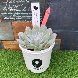 コチョ苗  E.hyalinaキコサンチェスxSedumシンフォロサナム 現物商品