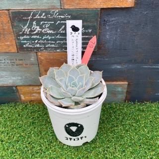 コチョ苗  E.hyalina(キコサンチェス)xE.スターマイン(優木園さん) 現物商品