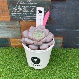 コチョ苗  E.サブコリンボサラウ030x E. ラウイ 現物商品