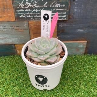 コチョ苗  E.FO48サンタマリアxE.Juliana 現物商品