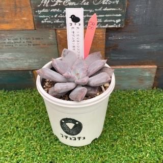 コチョ苗 E.トリマネンシスアロヨブロンコ× E.サブコリンボサ 現物商品