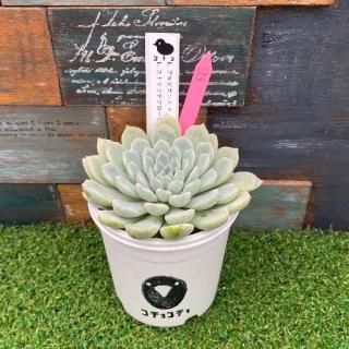 コチョ苗 E.アルビカンス x E.ストリクチフローラシエラデリシャス  現物商品