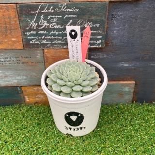 コチョ苗  E.アルビカンス(bonobono)xE.Vincent Catto 現物商品