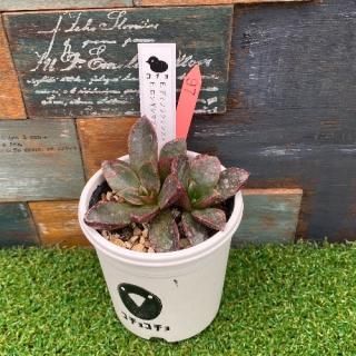 コチョ苗 E.ディフラクテンスx E.ロンギシマブラキアンタサンマテオ 現物商品