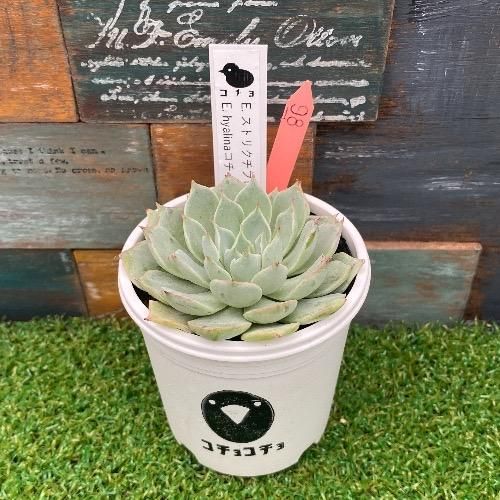 コチョ苗 E.ストリクチフローラノヴァⅹE.hyalinaコチョルルコ 現物