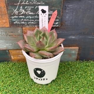 コチョ苗  E.トバレンシスx E.colorata Roof  現物商品