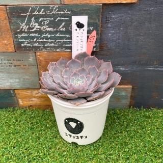 コチョ苗 E.シャビアナメイラニアン× E.ピンフィール 現物商品