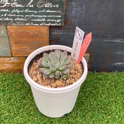 シ*ン様 【美苗】おらいさん苗　ザラゴーサspノバ nao苗 ザラゴーサspノバ 現物商品 - 多肉植物 人気の多肉植物 多