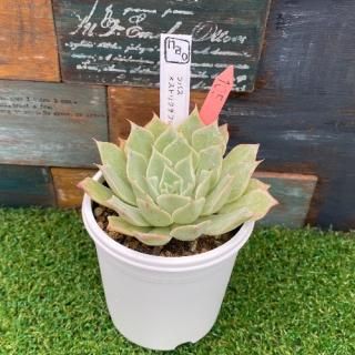 nao苗 ラパスxストリクチフローラノヴァ 現物商品