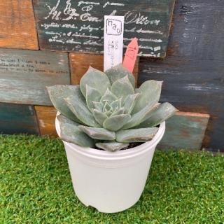 nao苗 ラパスx(堀川コロラータxリンゼアナ)xコロラータルーフ 現物商品