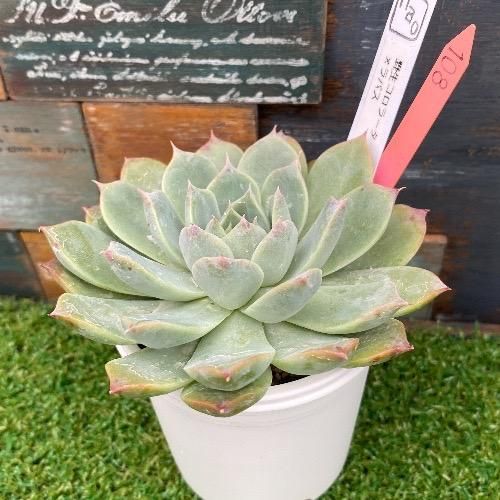 多肉植物　コロラータxバーバラ 多肉植物 コロラータxバーバラ エケベリア・コロラータの基本