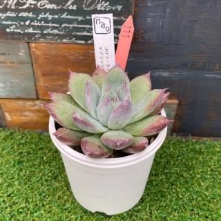 nao苗 コロラータアテマハックxブラックサバス 現物商品