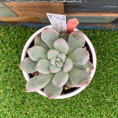 速達付き naotama ② エケベリア 原種 実生 小苗 8点セット nao苗 コロラータタパルパxトリマネンシス 現物商品 - 多肉植物