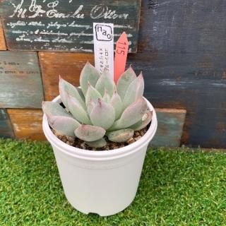 nao苗 コロラータタパルパxトリマネンシス  現物商品