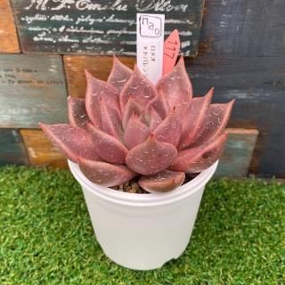 naoġᥪȥХ󥷥ȥХ롡ʪ