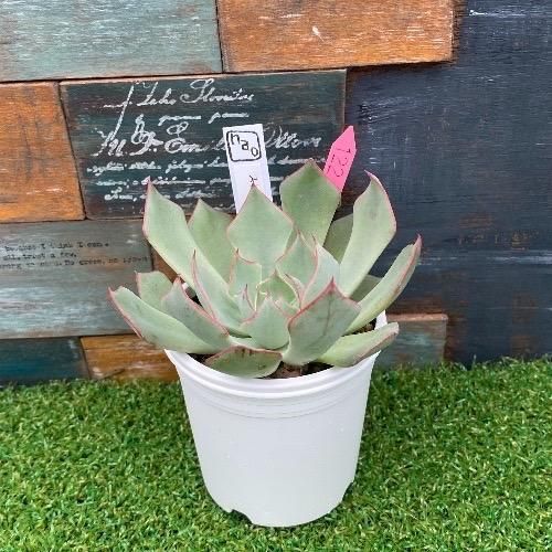 ♥️15 FACTORY苗(小)／ストリクチフローラノヴァ 多肉植物 nao苗 ストリクチフローラノヴァ自家受粉 現物商品 - 多肉植物