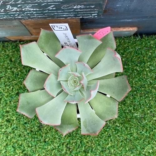 ✨同梱500円♥️25 FACTORY苗／ストリクチフローラノヴァ交配 多肉植物 ✨同梱500円♥️25 FACTORY苗／ストリクチフローラノヴァ交配 多肉植物