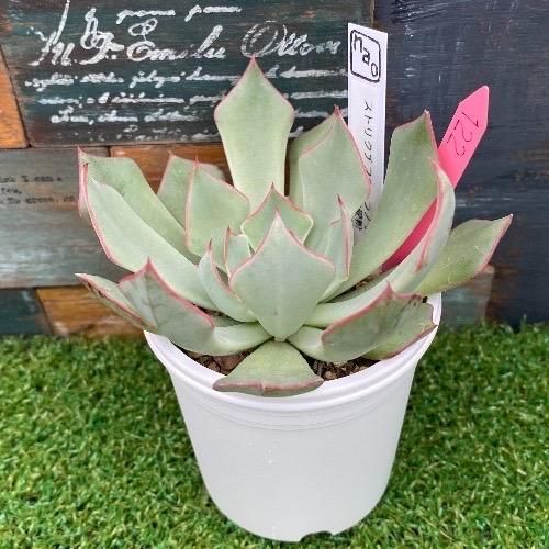 ✨同梱500円♥️25 FACTORY苗／ストリクチフローラノヴァ交配 多肉植物 ✨♥️25 FACTORY苗／ストリクチフローラノヴァ交配 多肉植物