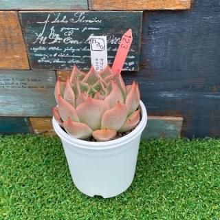 nao苗 チワワエンシスジェコラxトバレンシストバル 現物商品