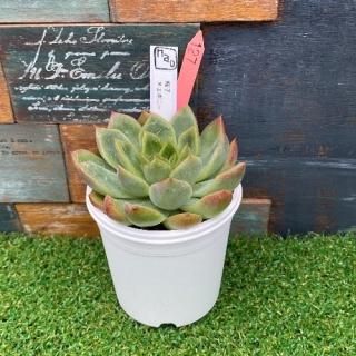 nao苗 桜子xエボニー 現物商品