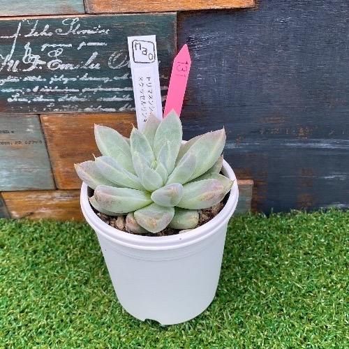 nao苗 トリマネンシスxケッセルリンギアナ 現物商品 - 多肉植物 人気