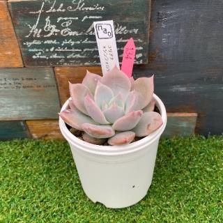 nao苗 ユリアナxシンフォロサナム 現物商品