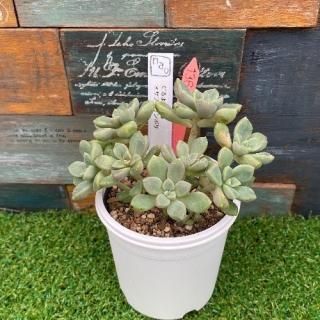 nao苗 だるま姫秀麗xサブコリンボサ 現物商品