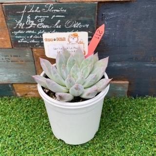 San Luis de La Pazxȥޥͥ󥷥ʪ