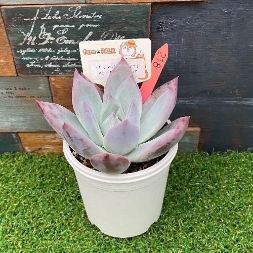 多肉植物 コロラータリンゼアナ 楽天市場】多肉植物 hmエケベリア ケーレスコロラータリンゼアナ