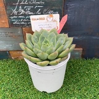 セプテンバーモーン×サブコリンボサ  現物商品