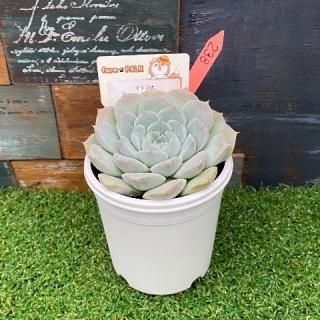 リラシナ×アルバ  現物商品