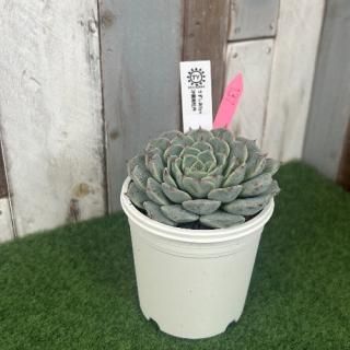 TY苗 うずしお×沙羅姫牡丹  現物商品