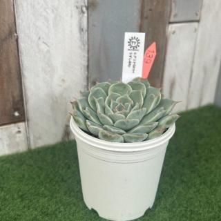 TY苗 ヒアリナGiro×うずしお  現物商品