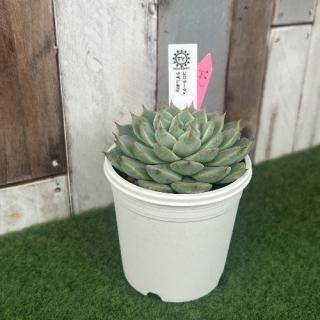 TY苗 コロラータ×うずしお  現物商品