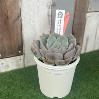 TY苗 (めばえ×ザラゴーサチワワ)×クリスペードビューティー  現物商品