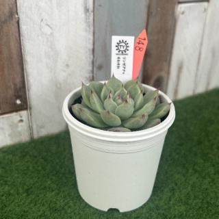 TY苗 リンゼアナ×そわそわ  現物商品