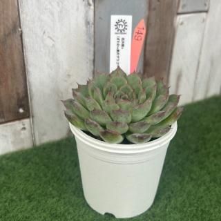 TY苗 花月夜×(ざわわ×黒爪ザラゴーサ)  現物商品