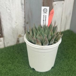 TY苗 KODAMAマクドガリー×(ざわわ×黒爪ザラゴーサ)  現物商品