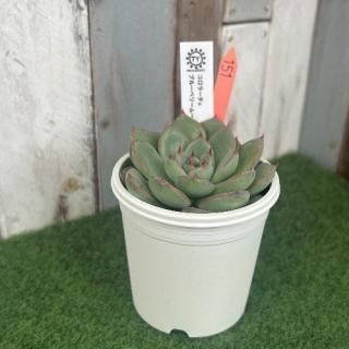 TY苗 コロラータ×ブルーベリームーン  現物商品