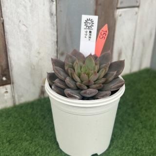 TY苗 銀天女×ラウィ  現物商品