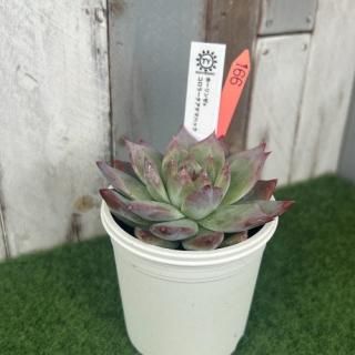 TY苗 ホーリンゼ×チワワエンシスアテマハック  現物商品