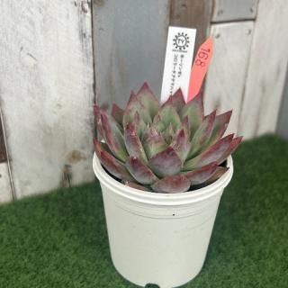 TYġۡ󥼡ߥ泌󥷥ƥޥϥåʪ