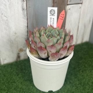 TY苗 チワワエンシスルビーブラッシュ×(エンシノ×ザラゴーサ)  現物商品