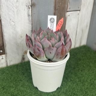 TYġ泌󥷥ӡ֥åߥ饴SPΥСʪ