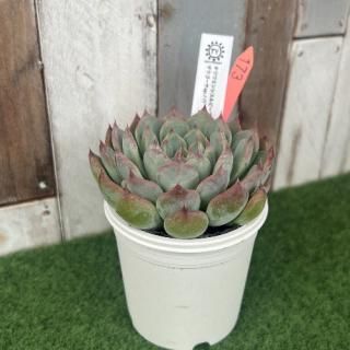 TY苗 チワワエンシスルビーブラッシュ×ザラゴーサSPノバ  現物商品