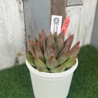 TY苗 コロラータアテマハック×トリマネンシス  現物商品