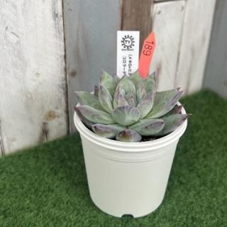 TY苗 (メキG×ヒアリナ)×コロラータ  現物商品