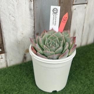 TY苗 ヒアリナラパス×チワワエンシス  現物商品