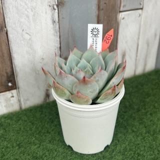 TY苗 シムランスシベリア×チワワエンシス  現物商品