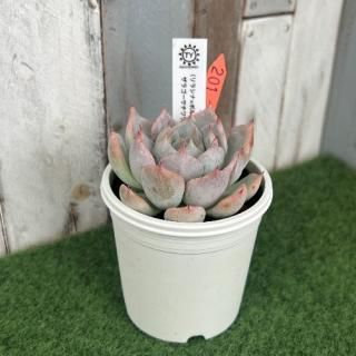 TY苗 (リラシナ×ポルポローネ)×ザラゴーサチワワ  現物商品